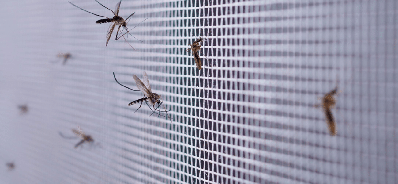 komary na siatce moskitiery.png